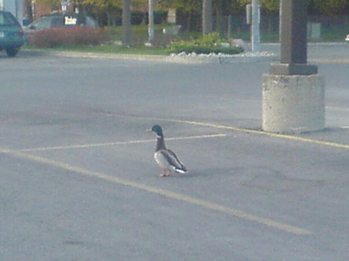 Ducks on Park Spaces (41 pics)