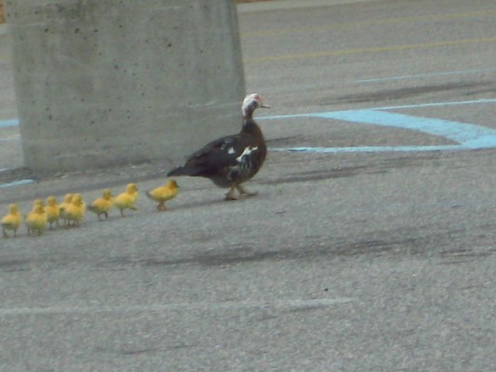 Ducks on Park Spaces (41 pics)