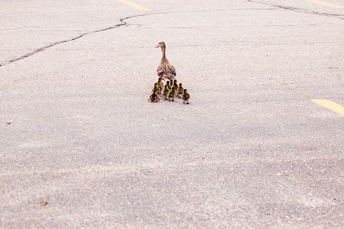 Ducks on Park Spaces (41 pics)