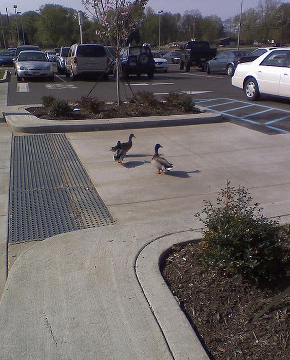 Ducks on Park Spaces (41 pics)