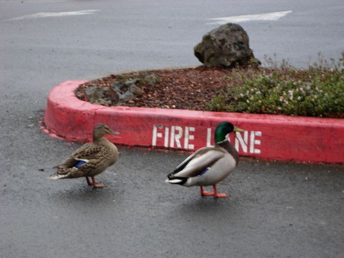 Ducks on Park Spaces (41 pics)