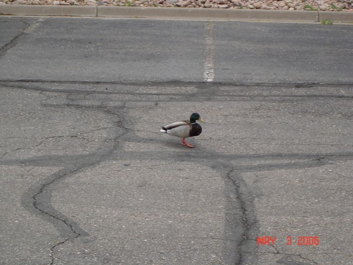 Ducks on Park Spaces (41 pics)