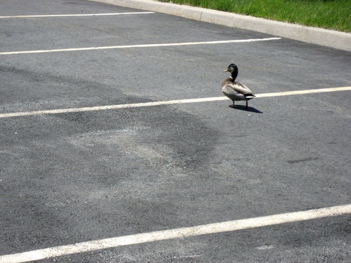 Ducks on Park Spaces (41 pics)