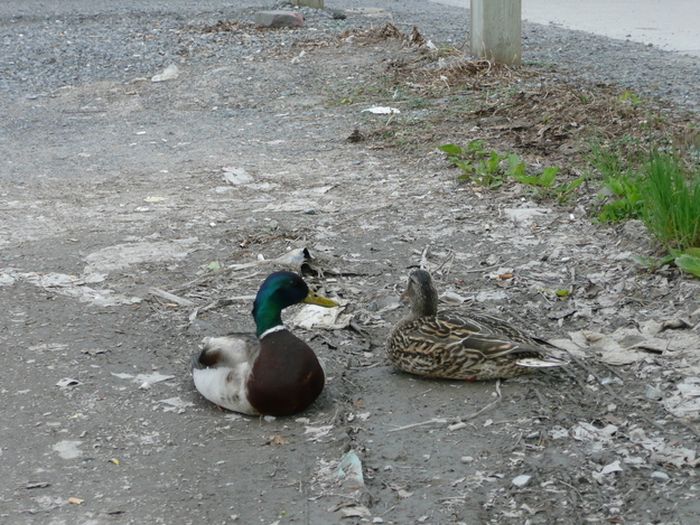 Ducks on Park Spaces (41 pics)
