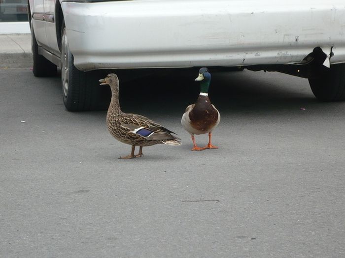 Ducks on Park Spaces (41 pics)