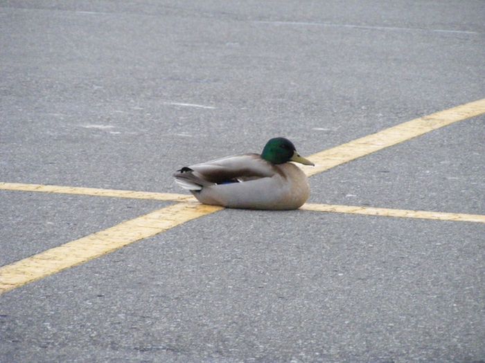 Ducks on Park Spaces (41 pics)