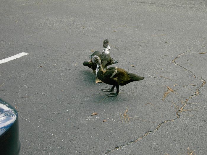 Ducks on Park Spaces (41 pics)