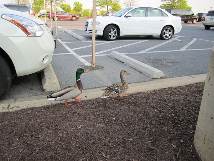 Ducks on Park Spaces (41 pics)