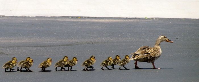 Ducks on Park Spaces (41 pics)