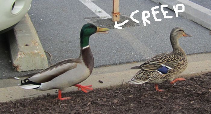 Ducks on Park Spaces (41 pics)
