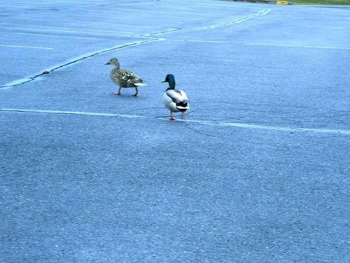 Ducks on Park Spaces (41 pics)