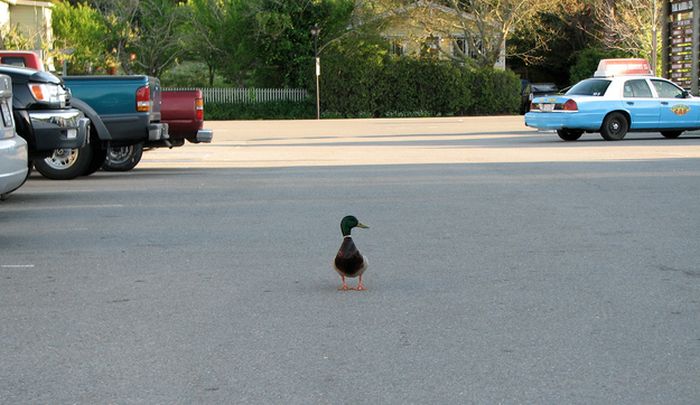 Ducks on Park Spaces (41 pics)