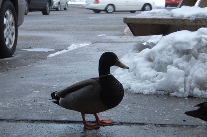 Ducks on Park Spaces (41 pics)