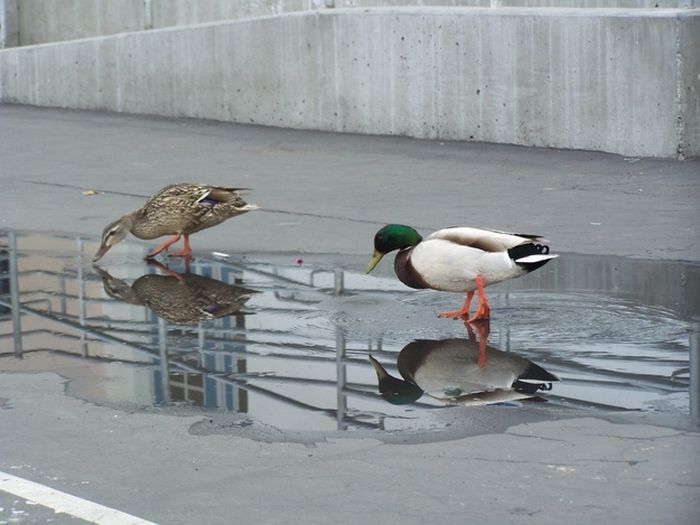 Ducks on Park Spaces (41 pics)