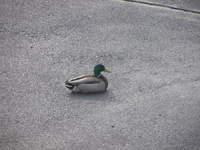 Ducks on Park Spaces (41 pics)
