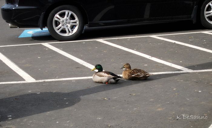 Ducks on Park Spaces (41 pics)