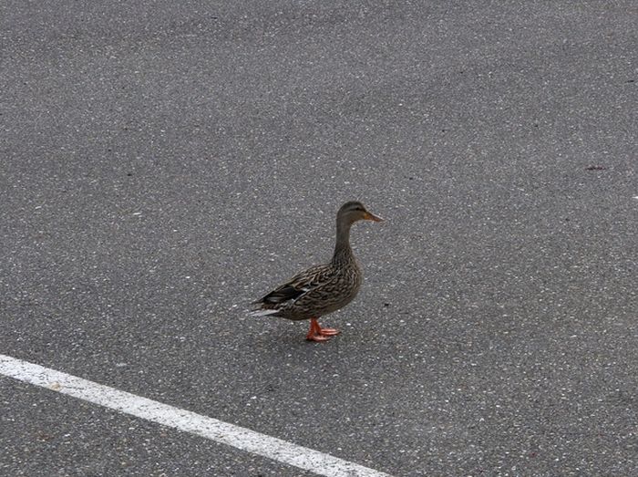 Ducks on Park Spaces (41 pics)