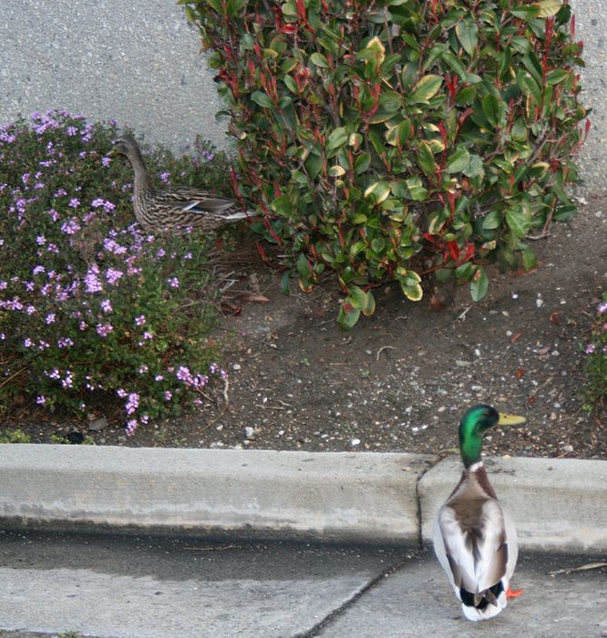 Ducks on Park Spaces (41 pics)