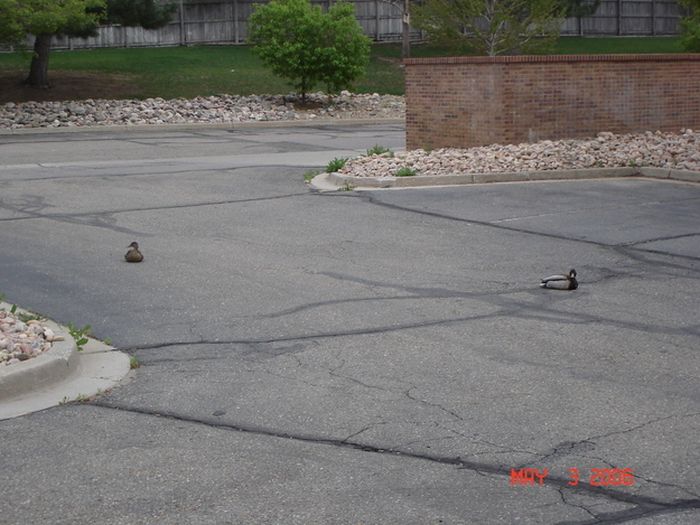 Ducks on Park Spaces (41 pics)