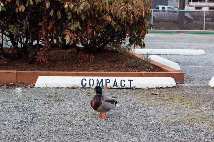 Ducks on Park Spaces (41 pics)