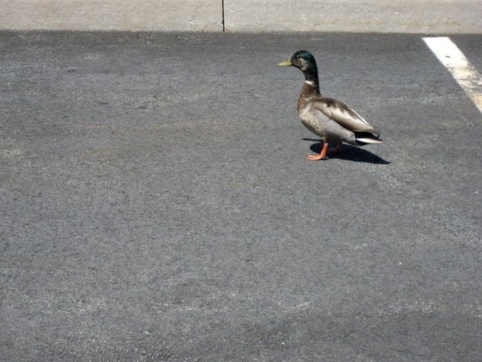 Ducks on Park Spaces (41 pics)
