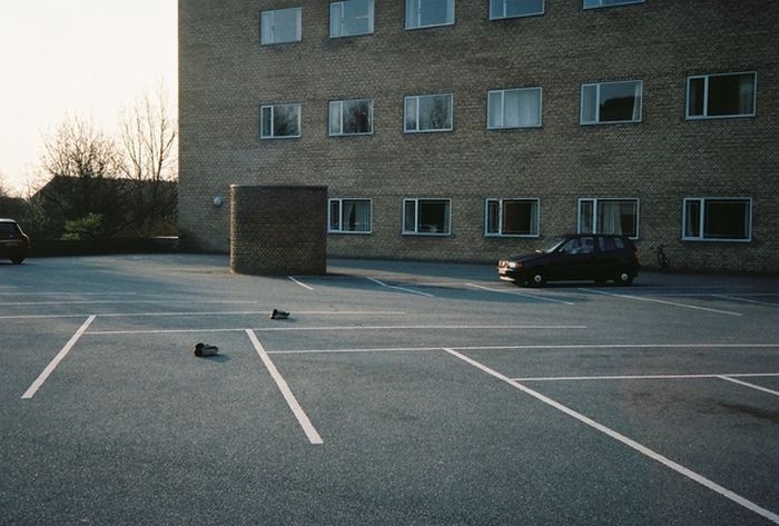 Ducks on Park Spaces (41 pics)