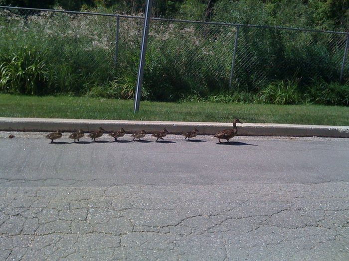 Ducks on Park Spaces (41 pics)