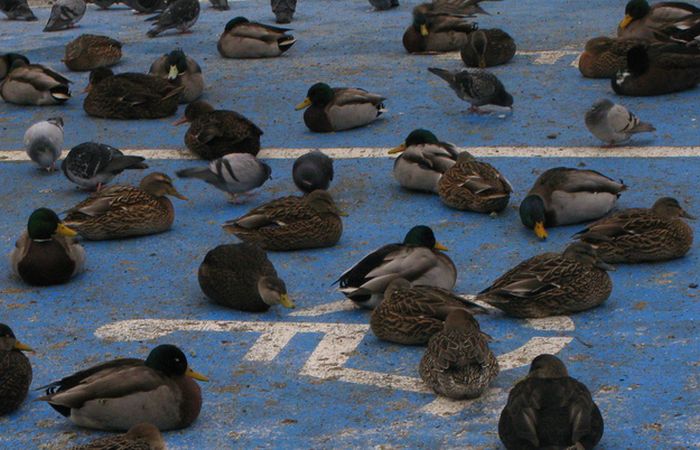 Ducks on Park Spaces (41 pics)