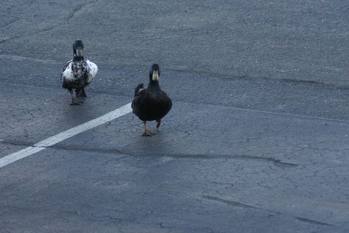 Ducks on Park Spaces (41 pics)