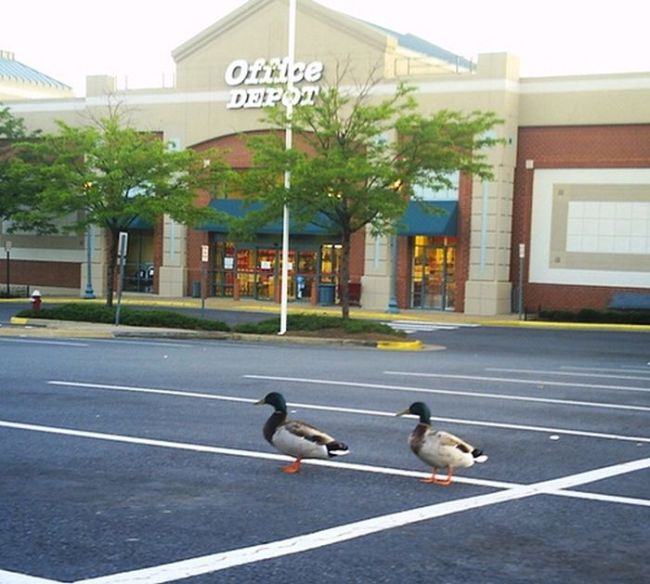 Ducks on Park Spaces (41 pics)