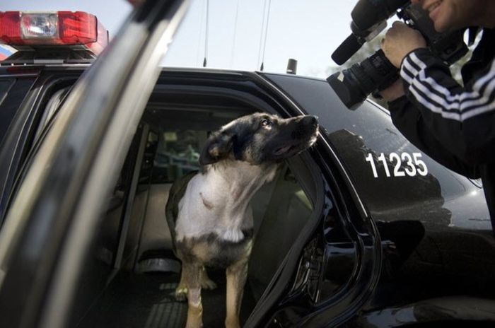 Sacramento Police K-9 Officer Named Bandit (22 pics)
