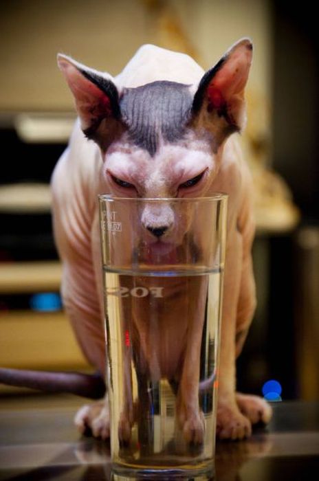 Acid Picdump (110 pics)