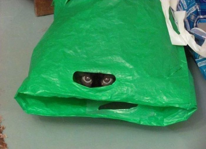 Acid Picdump (110 pics)