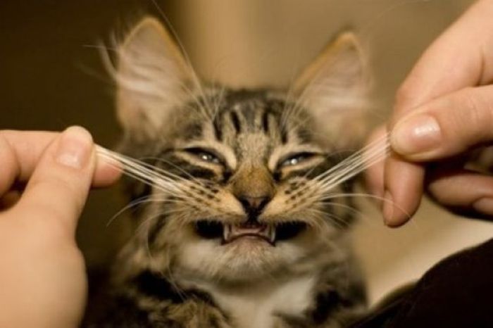 Acid Picdump (110 pics)