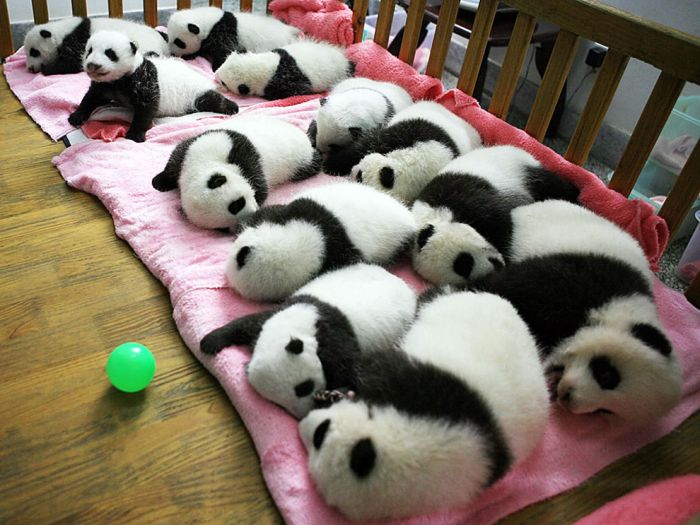 Pandas at Sichuan Giant Panda Sanctuaries (40 pics)