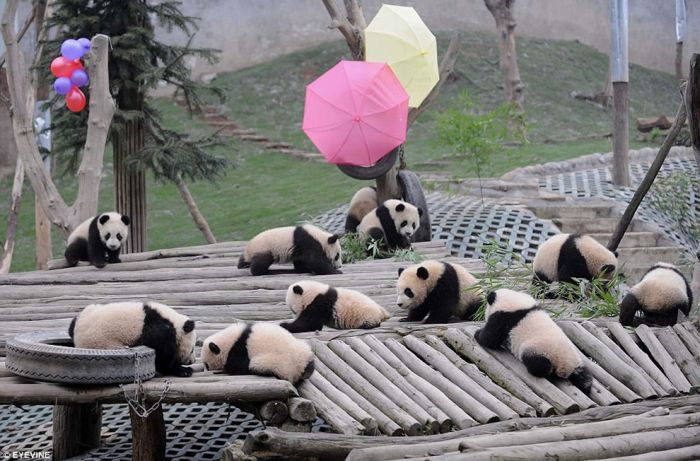 Pandas at Sichuan Giant Panda Sanctuaries (40 pics)