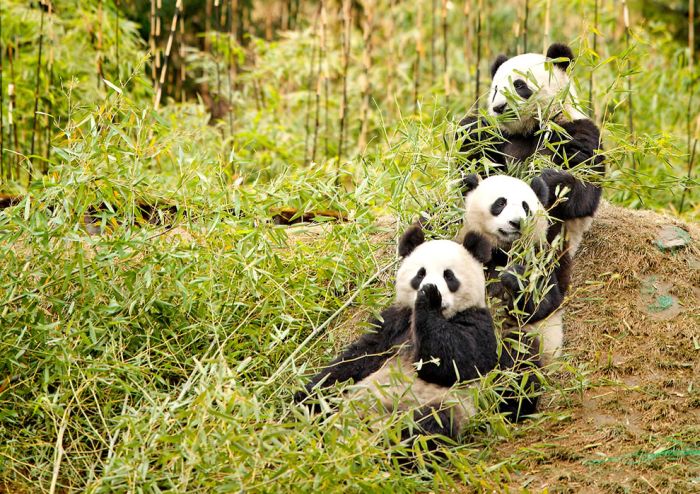 Pandas at Sichuan Giant Panda Sanctuaries (40 pics)