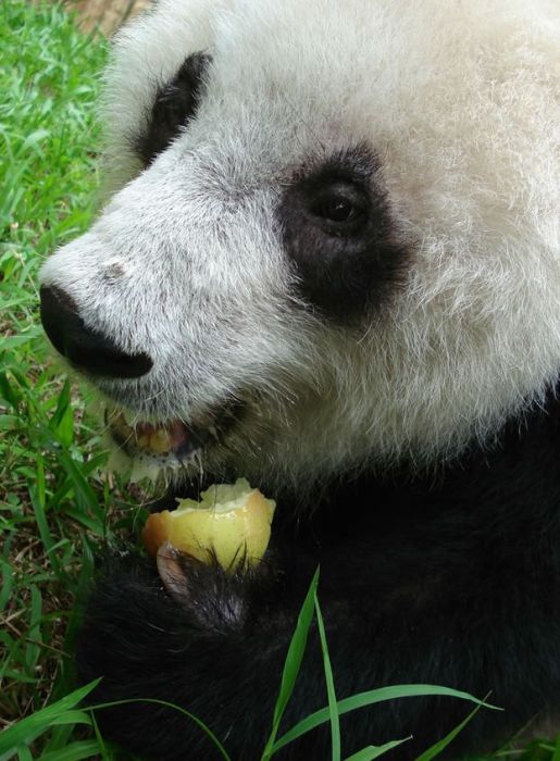 Pandas at Sichuan Giant Panda Sanctuaries (40 pics)