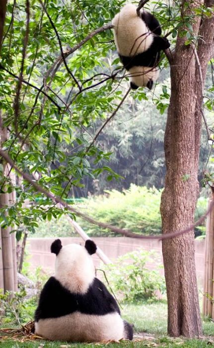 Pandas at Sichuan Giant Panda Sanctuaries (40 pics)