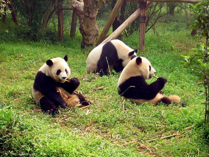 Pandas at Sichuan Giant Panda Sanctuaries (40 pics)