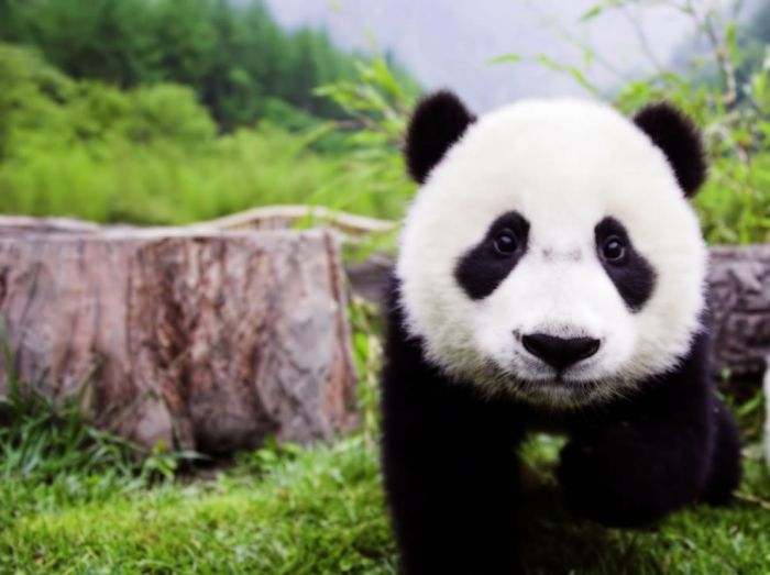 Pandas at Sichuan Giant Panda Sanctuaries (40 pics)