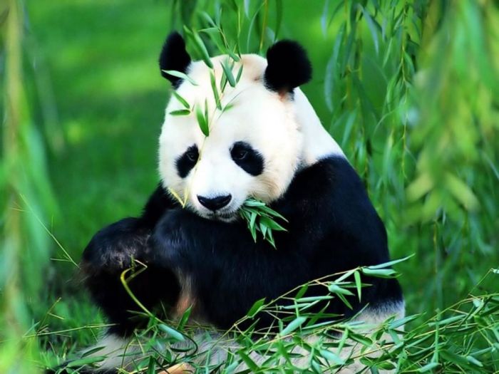 Pandas at Sichuan Giant Panda Sanctuaries (40 pics)