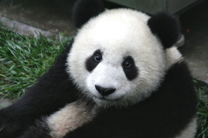 Pandas at Sichuan Giant Panda Sanctuaries (40 pics)