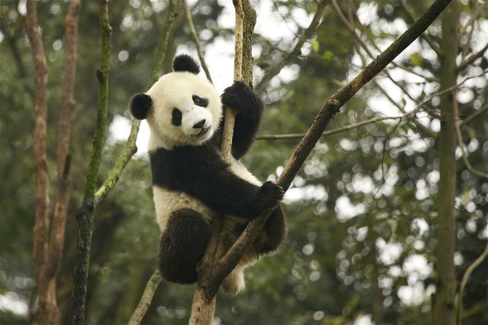 Pandas at Sichuan Giant Panda Sanctuaries (40 pics)