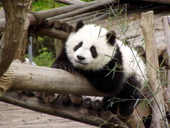 Pandas at Sichuan Giant Panda Sanctuaries (40 pics)