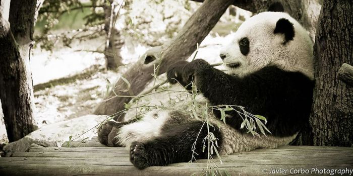 Pandas at Sichuan Giant Panda Sanctuaries (40 pics)