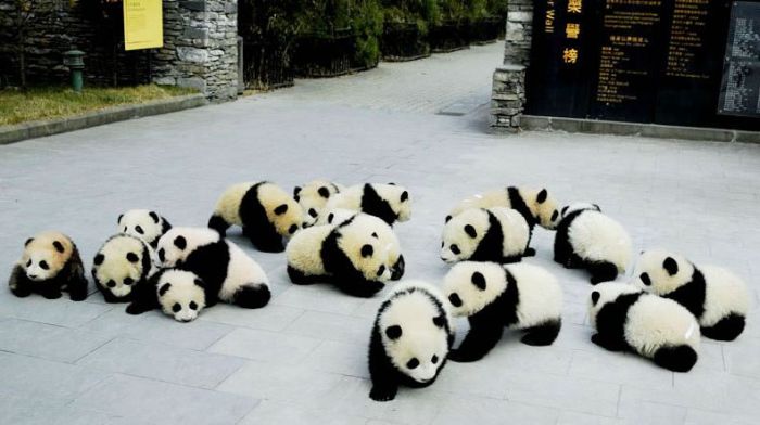 Pandas at Sichuan Giant Panda Sanctuaries (40 pics)