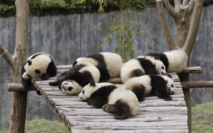 Pandas at Sichuan Giant Panda Sanctuaries (40 pics)