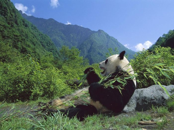 Pandas at Sichuan Giant Panda Sanctuaries (40 pics)