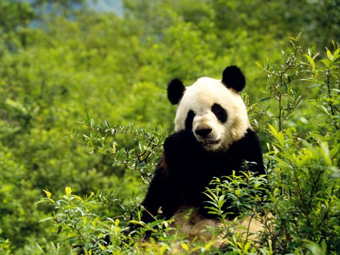 Pandas at Sichuan Giant Panda Sanctuaries (40 pics)